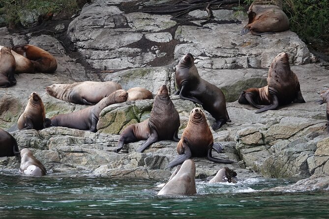 Covered Boat Whale Watching 4-Hour Tour from Campbell River - Four hours of whale watching, not a quick harbor trip