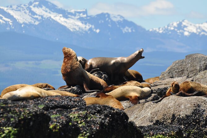 Covered Boat Whale Watching 4-Hour Tour from Campbell River - Snacks, water, and the small comforts