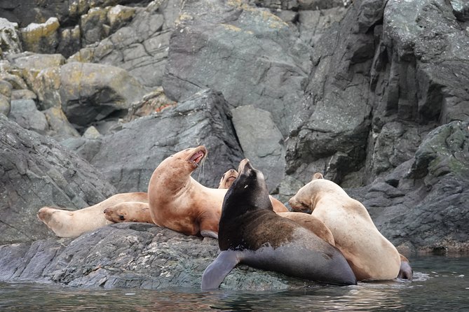 Covered Boat Whale Watching 6-Hour Tour from Campbell River - Starting at 9:00 a.m. in Campbell River