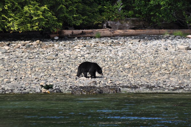 Covered Boat Whale Watching 6-Hour Tour from Campbell River - Searching for whales and sea lions