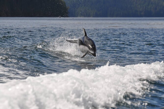 Covered Boat Whale Watching 6-Hour Tour from Campbell River - Lunch, hot drinks, and a family-friendly pause