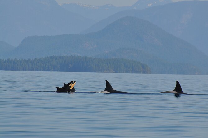 Covered Boat Whale Watching 6-Hour Tour from Campbell River - Eagles may be a major highlight