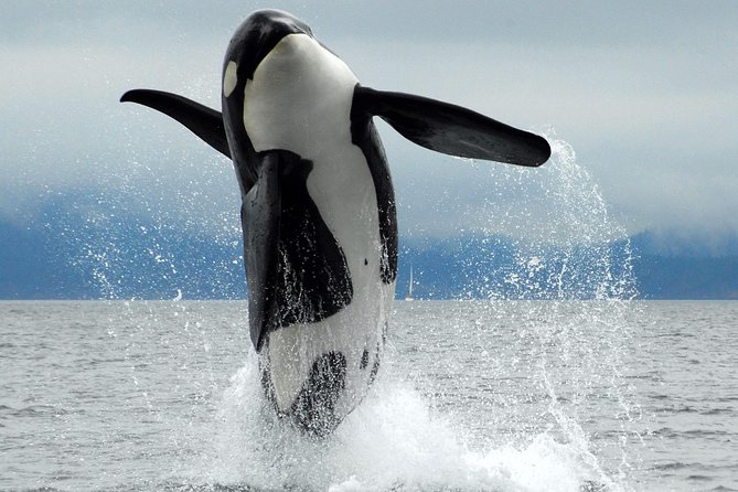 Cowichan Bay Half Day Whale & Wildlife Adventure - Key points to know before booking