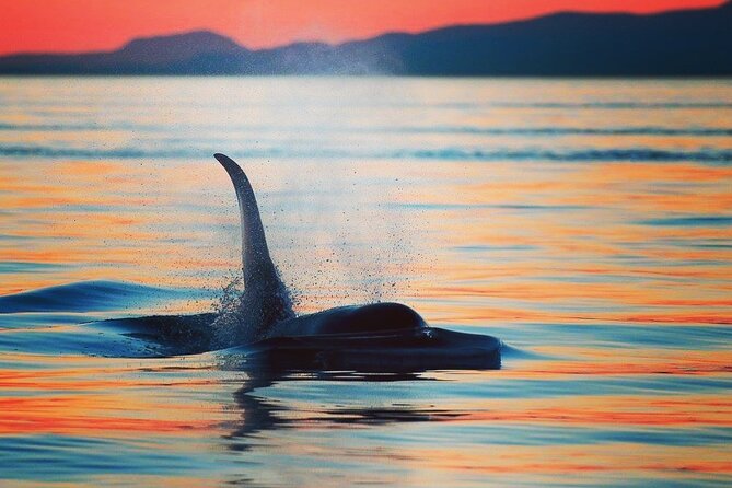 Cowichan Bay Half Day Whale & Wildlife Adventure - Why Cowichan Bay is a smart starting point