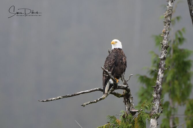 Cowichan Bay Half Day Whale & Wildlife Adventure - Orcas, humpbacks, and the luck factor