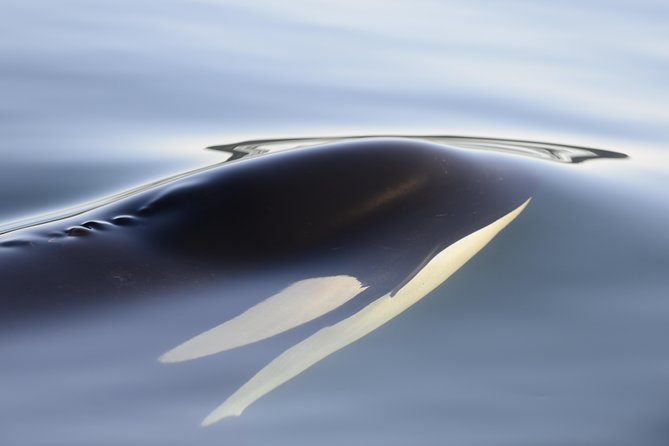 Cowichan Bay Half Day Whale & Wildlife Adventure - Price and value at about $159 per person