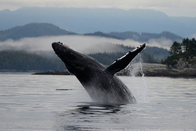 Cowichan Bay: Half-Day Whale & Wildlife Adventure - Three and a half hours across the Salish Sea