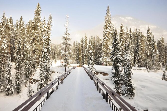 Discover Grizzly Bears from Banff - Key points to know before booking