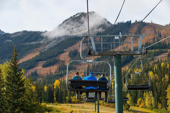 Discover Grizzly Bears from Banff - Why this Banff bear tour works so well