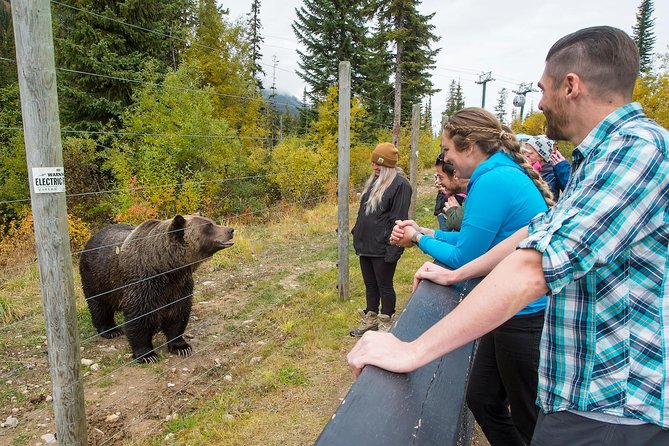 Discover Grizzly Bears from Banff - The open chairlift to Kicking Horse Mountain