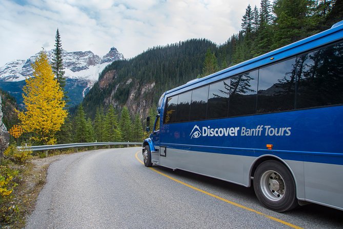Discover Grizzly Bears from Banff - Emerald Lake in just 20 minutes