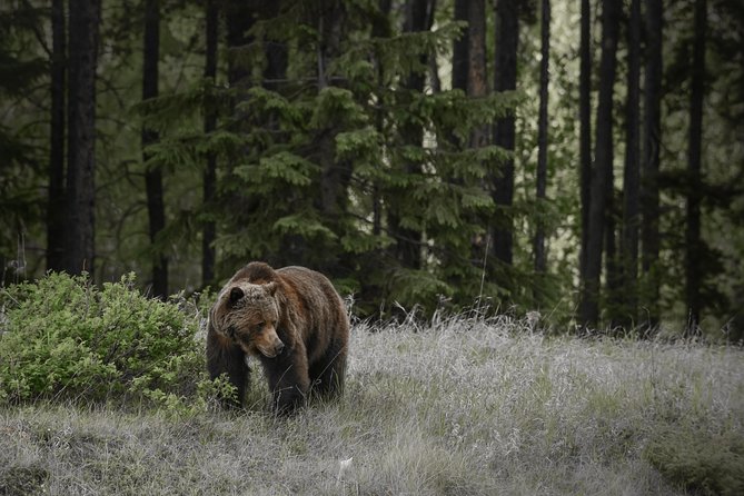 Discover Jasper and its Wildlife - Key points before you book