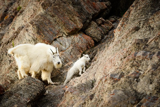 Discover Jasper and its Wildlife - What the evening wildlife tour actually does
