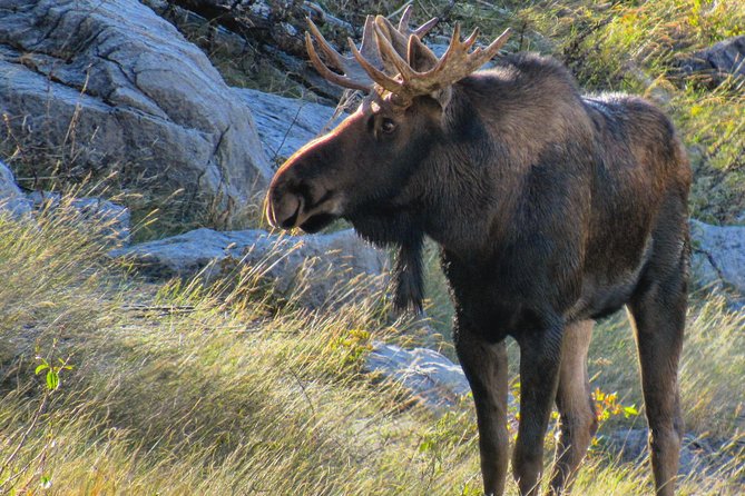 Discover Jasper and its Wildlife - Family appeal and first-visit usefulness