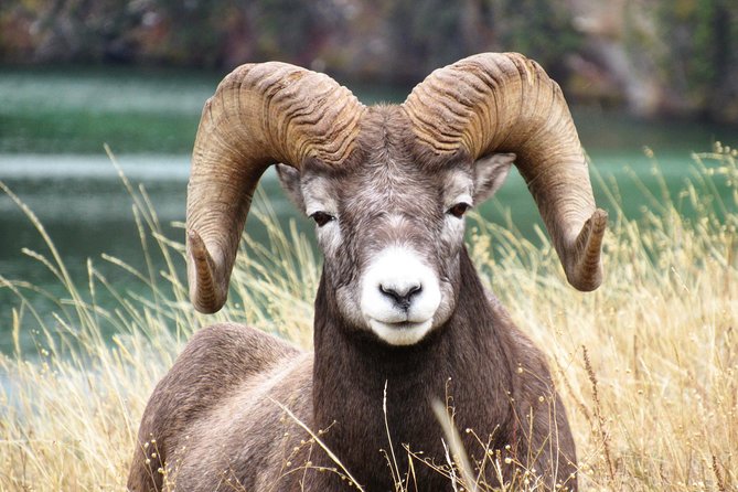 Discover Jasper and its Wildlife - Practical advice for a better outing