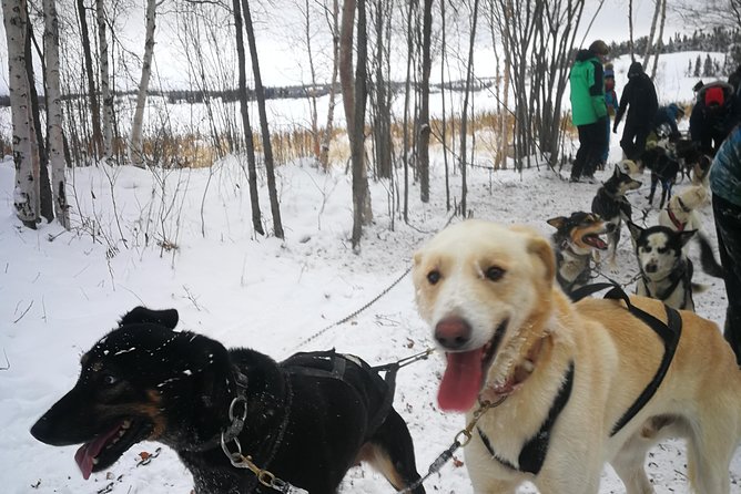 Dog Sledding - Key points to know before booking