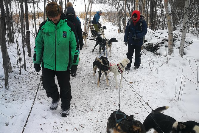 Dog Sledding - Meeting the dogs before the sled moves