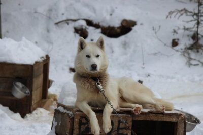 Dogsled Diable Adventure in Mont-Tremblant