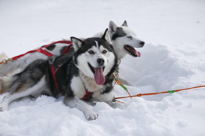 Dogsled Diable Adventure in Mont-Tremblant - The kennel visit adds the most personal touch