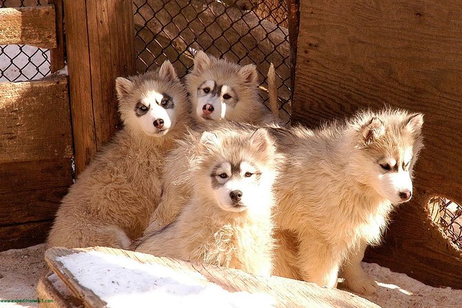 Dogsled Diable Adventure in Mont-Tremblant - What the $233.91 price really buys