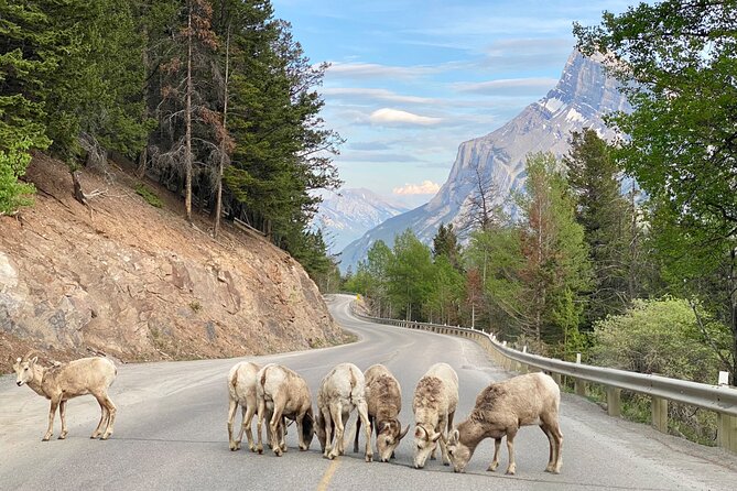 Explore Banff National Park with Our Premium Day Tour - Why this Banff tour works well in one day