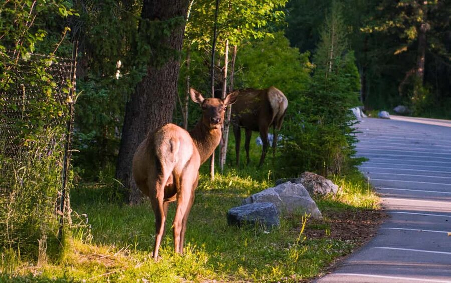 From Calgary/Banff: Moraine Lake & Lake Louise Half-Day Tour - Key points to know before booking