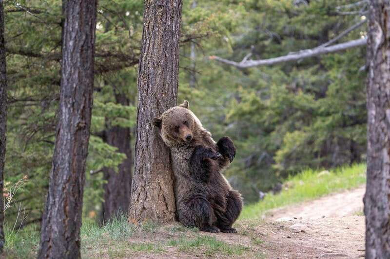 From Jasper: Jasper National Park Wildlife Discovery Tour - Who will enjoy this Jasper tour most?
