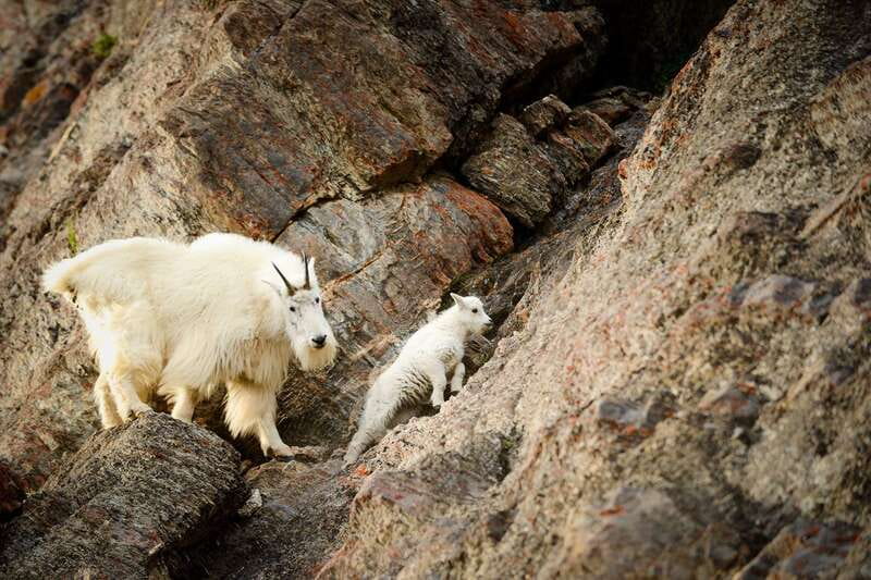 From Jasper: Jasper National Park Wildlife Discovery Tour - What the guide adds to the drive