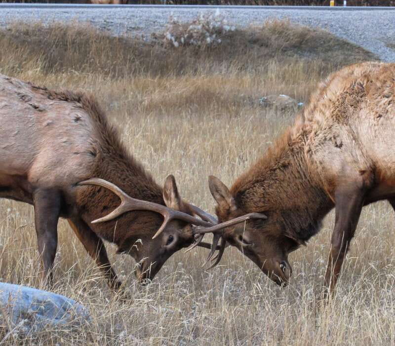 From Jasper: Jasper National Park Wildlife Discovery Tour - Wildlife watching from a safe distance