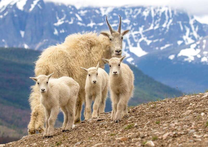 From Jasper: Jasper National Park Wildlife Discovery Tour - Why the minimal walking matters