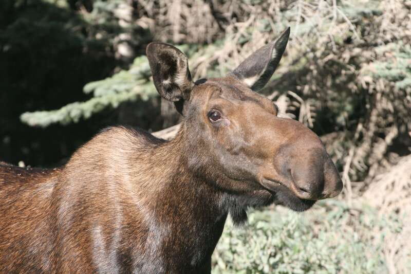 From Jasper: Jasper National Park Wildlife Discovery Tour - How the 3.5 hours usually feel