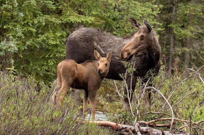 From Jasper: Jasper National Park Wildlife Discovery Tour - What to bring and how to prepare