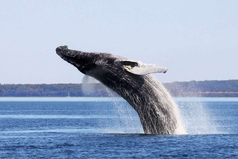 From Quebec City: Whale Watching Excursion Full-Day Trip - Key points to know before booking
