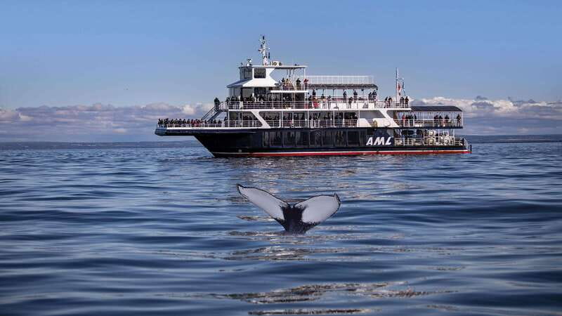From Quebec City: Whale Watching Excursion Full-Day Trip - Leaving Québec City for Charlevoix