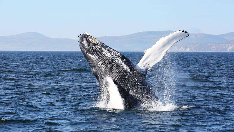 From Quebec City: Whale Watching Excursion Full-Day Trip - Baie-Sainte-Catherine and the wait before boarding