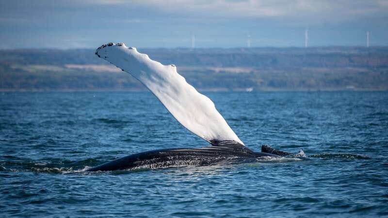 From Quebec City: Whale Watching Excursion Full-Day Trip - Boat or Zodiac: two very different whale trips