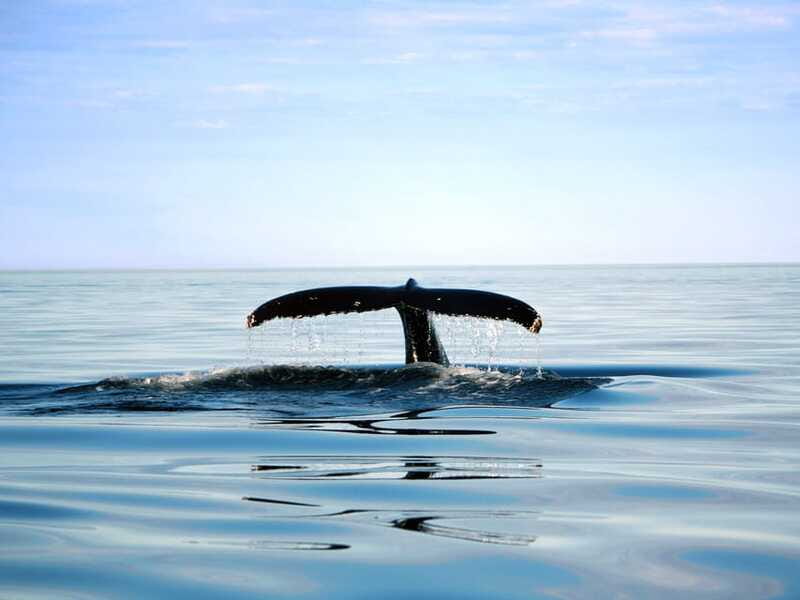 From Quebec City: Whale Watching Excursion Full-Day Trip - What to bring for a better day