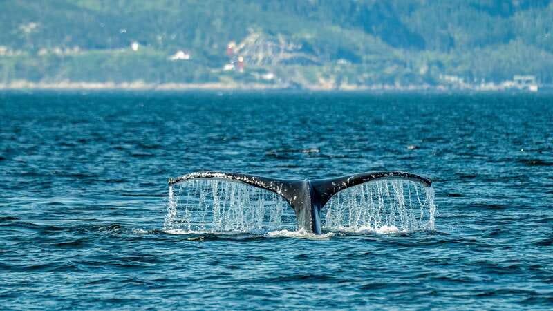 From Quebec City: Whale Watching Excursion Full-Day Trip - The three-hour bus ride: useful, scenic, and unavoidable