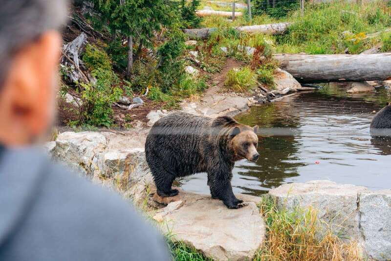 From Vancouver: Capilano Suspension Bridge & Grouse Mountain - Capilano Fish Hatchery: salmon before suspension bridges