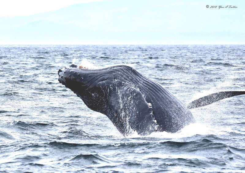 From Victoria: Whale Watching Tour by Zodiac Boat - Key points to know before you book