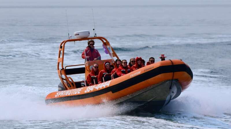 From Victoria: Whale Watching Tour by Zodiac Boat - Meeting SpringTide at Victoria’s Inner Harbour