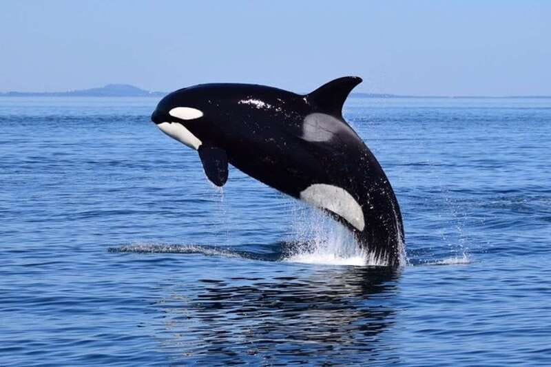 From Victoria: Whale Watching Tour by Zodiac Boat - The first run across the Salish Sea