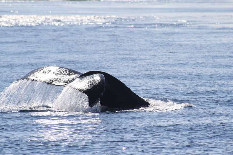 From Victoria: Whale Watching Tour by Zodiac Boat - Finding whales, one sighting at a time