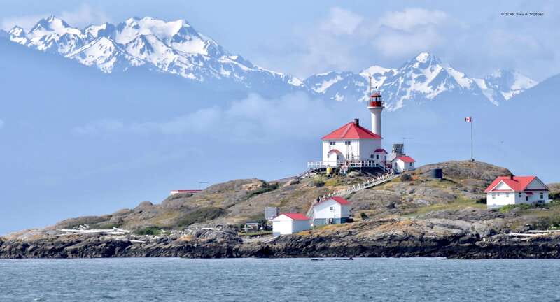 From Victoria: Whale Watching Tour by Zodiac Boat - Sea lions, seals, birds, and the backup plan