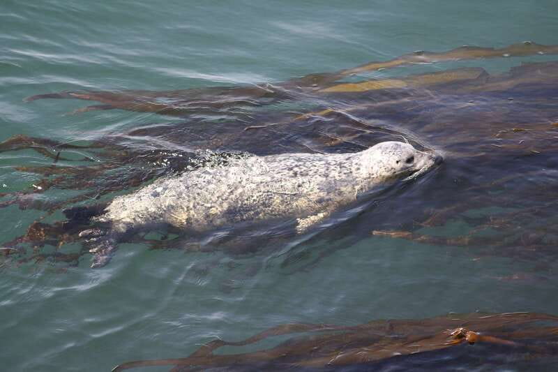 From Victoria: Whale Watching Tour by Zodiac Boat - Why the three-hour timing works