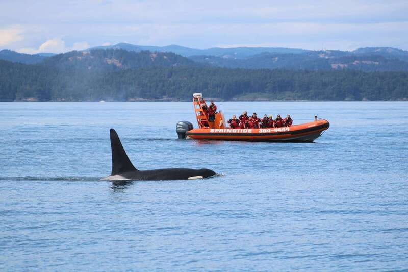 From Victoria: Whale Watching Tour by Zodiac Boat - Suiting up for an open-air Zodiac