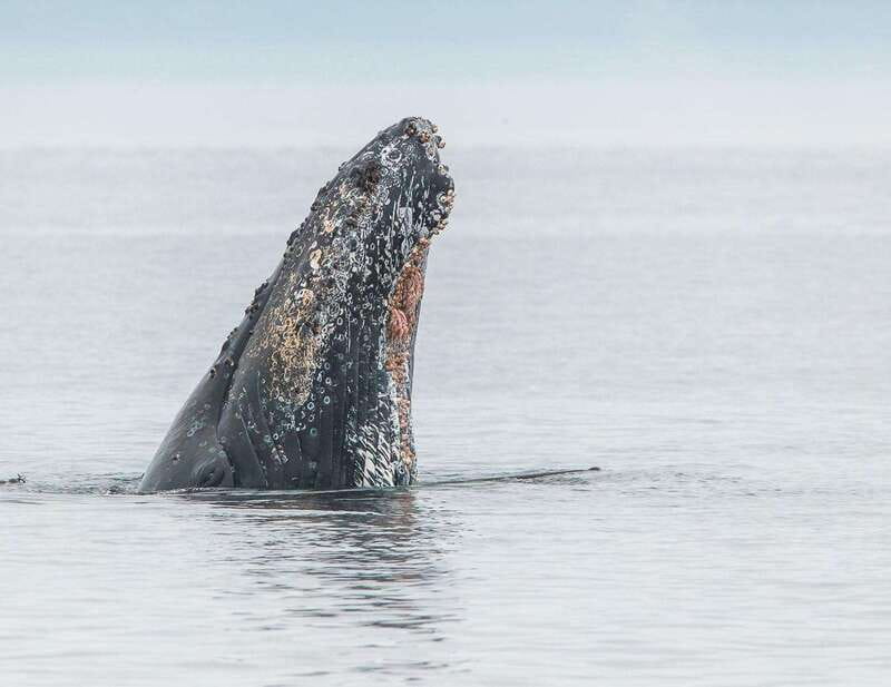 From Victoria: Whale Watching Trip on Covered Boat - Best time to go from April through October