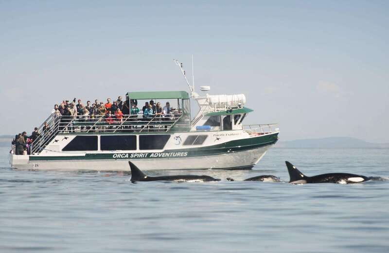 From Victoria: Whale Watching Trip on Covered Boat - Meeting the boat behind the Coast Victoria Hotel