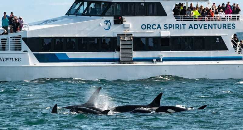From Victoria: Whale Watching Trip on Covered Boat - Sea lions, seals, porpoises, and birds