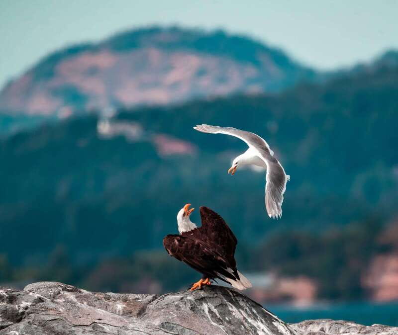 From Victoria: Whale Watching Trip on Covered Boat - Why the covered boat is a smart choice